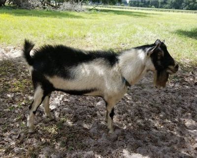 ocala craigslist farm and garden|craigslist ocala pets for sale.